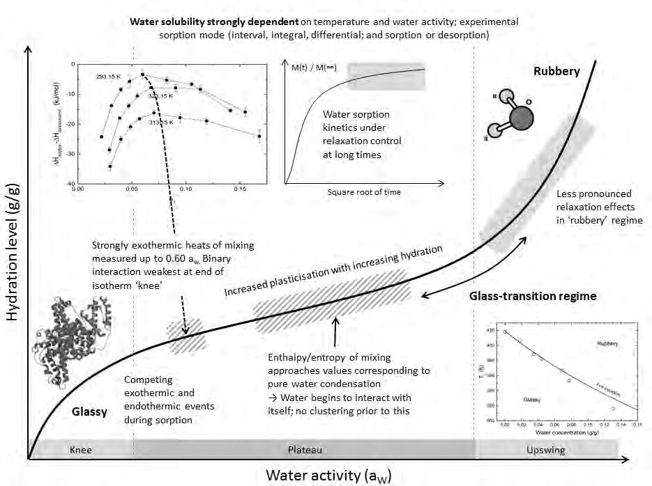 Water Sorption Isotherms- Model Amorphous Proteins Amorphous proteins interact in a truly complex way with water