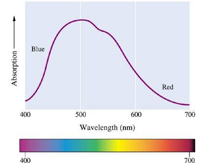 Complexes always absorb a range of wavelengths, not just a single one. The color we see approximates the compliment of the peak of the absorbance spectrum, known as λmax.