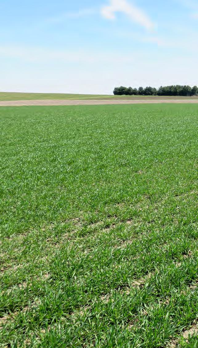 GREEN UP 4 STEPS TO ASSESS STANDS IN EARLY SPRING 1 Venture out and get a general overview of the fields vibrant green patches may be interspersed with drab brown areas, but brown does not always