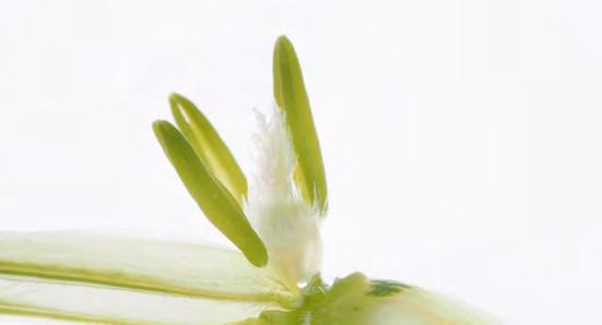 3 spikelet opened to show detail The 5 th or apical floret is sterile 5 4 lemma The outer,