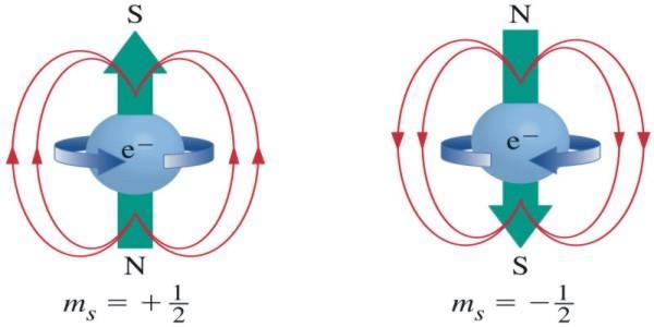 2. Pauli Exclusion Principle: only 2 e - per orbital Electrons have