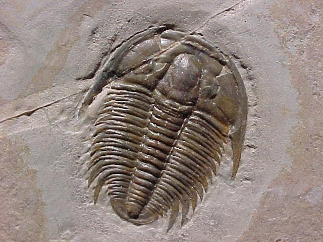 How to use fossils to tell time Species B (Early Silurian to Middle Silurian; a good index fossil if it s cosmopolitan) Late Silurian Middle Silurian