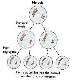 Meiosis takes place in 2