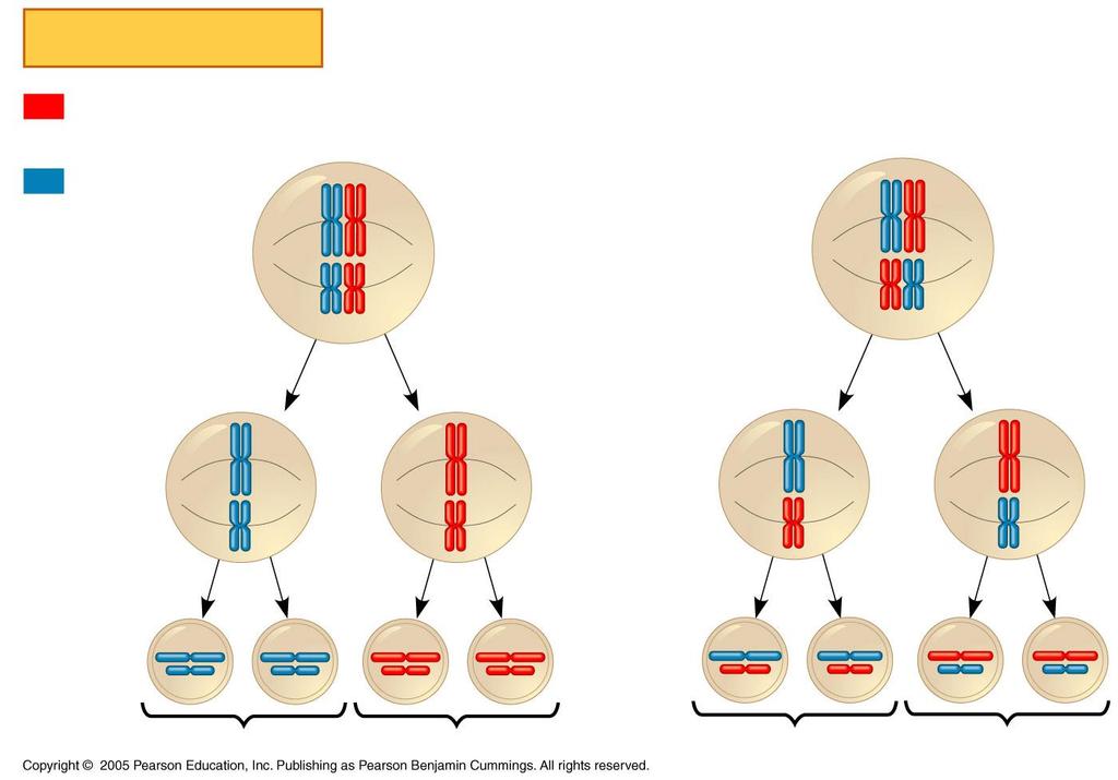 Key Maternal set of chromosomes Paternal set of chromosomes Possibility 1 Possibility 2 Two equally probable