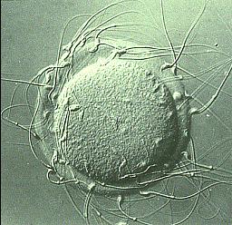2) SEXUAL REPRODUCTION: fusion of nuclei from 2 special cells: GAMETES (female gamete = egg; male gamete = sperm) with 2 parents, offspring receive
