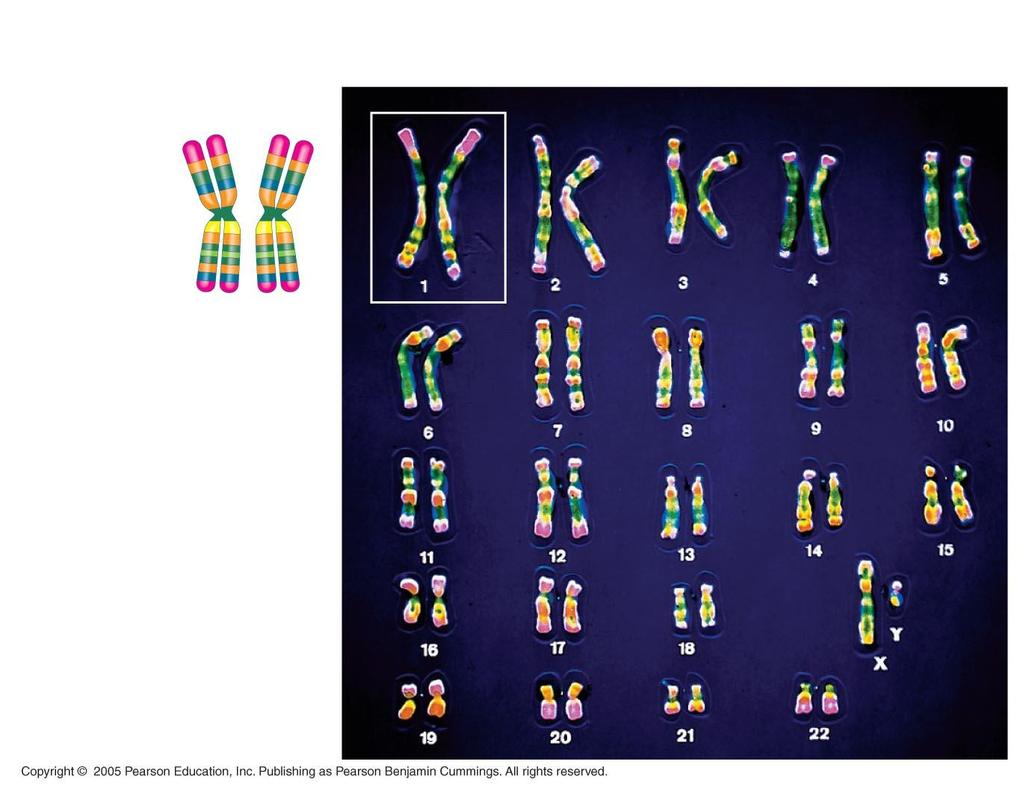 Pair of homologous chromosomes