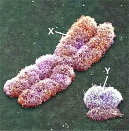 The sex chromosomes are called X and Y Human females have a homologous pair of X chromosomes (XX) Human