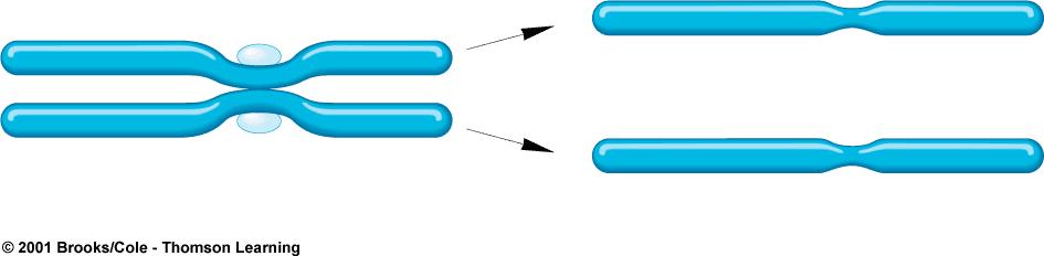 Meiosis II The two sister chromatids of each duplicated chromosome are