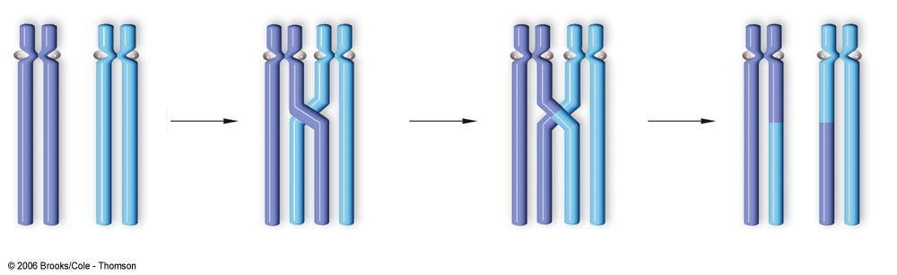 Crossing Over Each chromosome