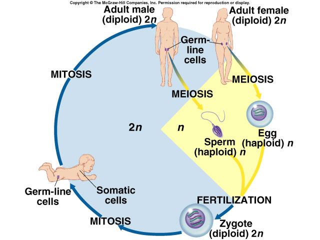 Meiosis Reduction Division u special cell division for sexual reproduction u reduce 2n 1n u diploid haploid two half u makes gametes sperm,