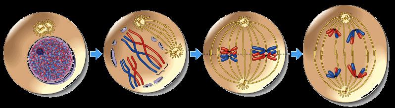Overview of meiosis 2n = 4