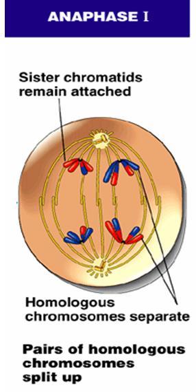 Anaphase I Homologues separate & are moved towards the poles by the spindle apparatus Sister chromatids remain