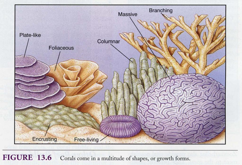 Corals: