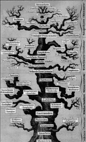 Evolutionary trees