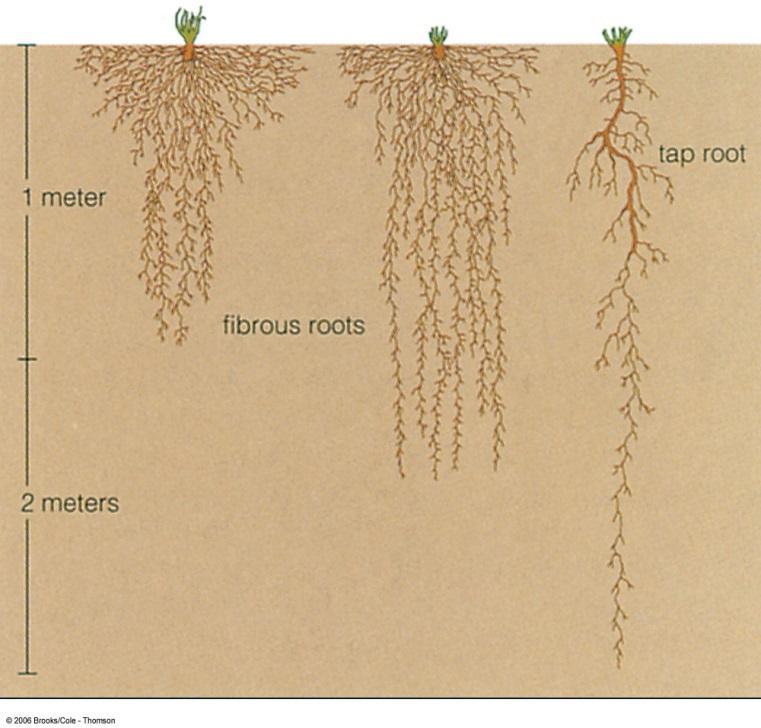 absorb water and minerals -some roots are useful as human food -roots are