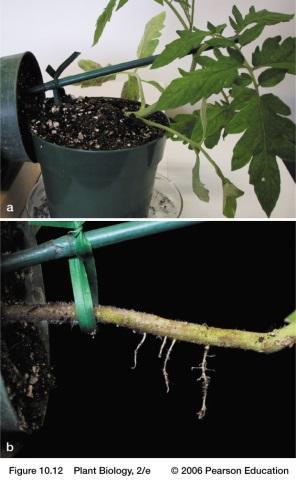 Adventitious roots develop from the