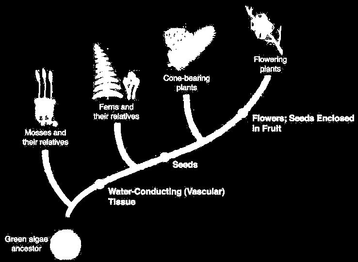 Overview of the Plant Kingdom Evolutionary Relationships Among Plants Cone-bearing plants Flowering plants Ferns and their