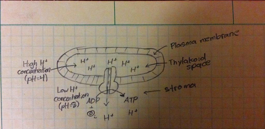 The thylakoids were able to make ATP in the dark because the researchers set up an artificial proton