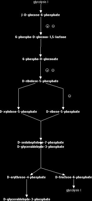 Pentose Phosphate pathway Blue arrows: biochemical reactions clicking on arrow shows