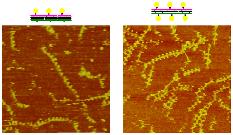 The figure above shows AFM images (500 x 500 nm) of the single (left) and double (right) layer TX tile assemblies displaying the protein streptavidin in linear arrays.