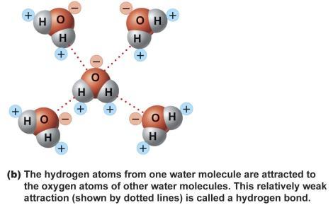 Weak affection ydrogen Bonding ydrogen atom (partial positive) Partial