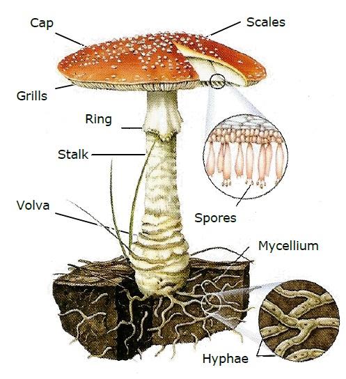1. FUNGI KINGDOM Fungi are unicellular or multicellular organisms (without real tissues) They have eukaryotic plant cells, but their cellular wall is made of chitin,