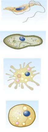 2. PROTOCTISTS The Protoctista Kingdom includes a large number of creatures than cannot be classify in other kingdoms.