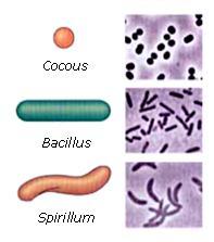3. BACTERIA Bacteria are the oldest and simplest form of life. Bacteria appeared more than 3,500 million years ago. All the other living beings have evolved from creatures similar to bacteria.