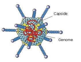4. VIRUSES Viruses are the smallest microorganisms. see them, an optic microscope is not enough. We need a much more powerful electronic microscope. They have a very simple structure: A capsid.