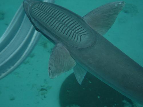 an example the remora is a fish which has suction disks