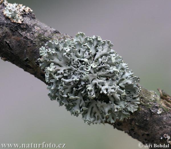 Mutualism both species benefit A lichen is formed by a relationship between a fungus and a green algae.