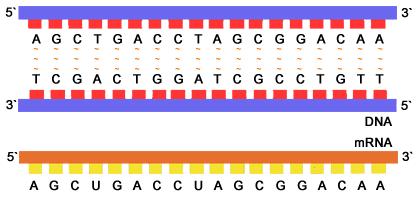 Nucleic Acids carry out instructions DNA Records instructions