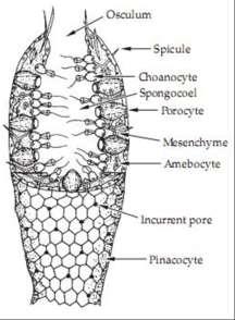 5. What makes plankton so important to an ocean ecosystem/food web? 6. What is considered the first true animal? 7.