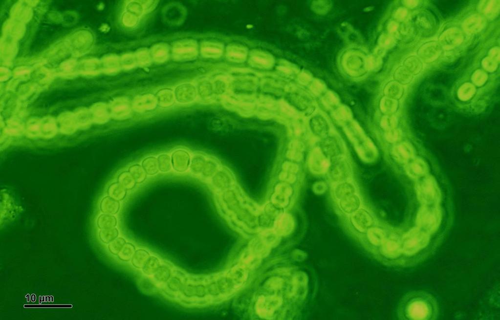 Domain Bacteria: Cyanobacteria Stromatolites: Thought to have an important role in the accumulation of oxygen in earth s atmosphere
