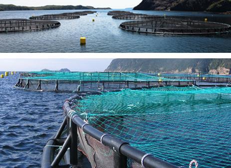 Example #2: Warmer temperatures may increase aquaculture productivity but also bring risks to fish health Average temperature from spring to fall at Bay d Espoir is expected to grow by over 2ºC by