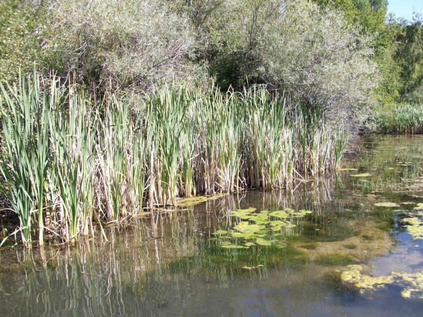 Wetlands perform various functions -water storage -stream flow maintenance -groundwater recharge -nutrient cycling