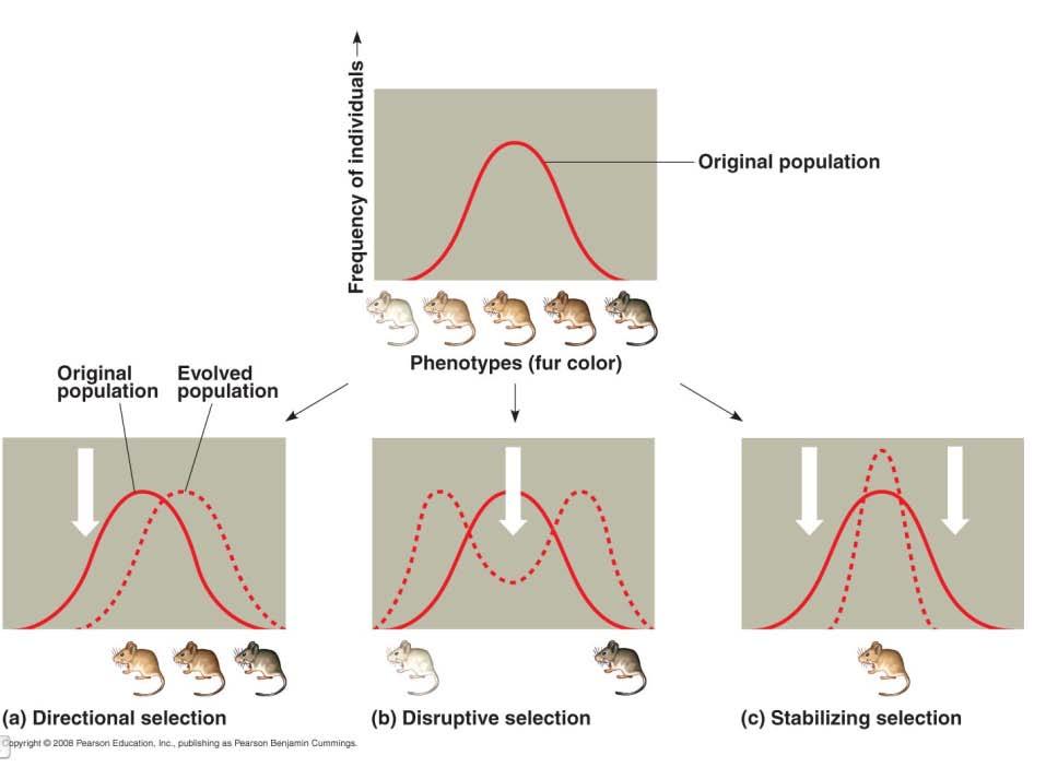 Phenotype Distribution and Evolution Figure 23.13 (pg.