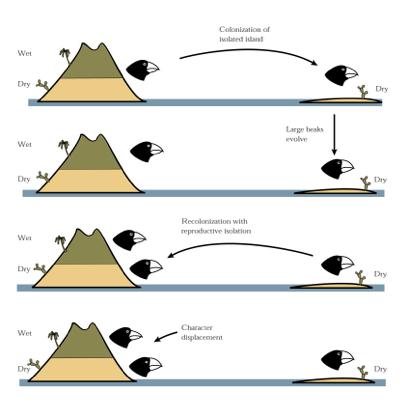 Allopatric Speciation Closely linked to biological species concept Gene flow