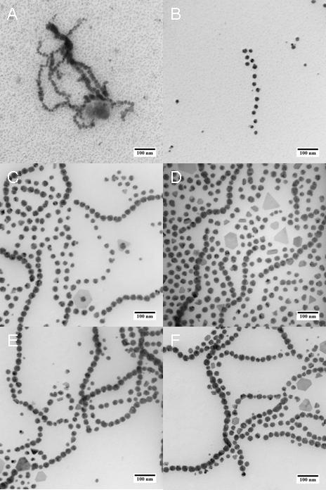 Figure S9. TEM images of PS-CoNPs in the sample aliquots drawn from solution at 140 C at: (a) 15 min, with particle diameter = 11.4 ± 4.33 nm, (b) 1 h, with particle diameter = 17.3 ± 4.