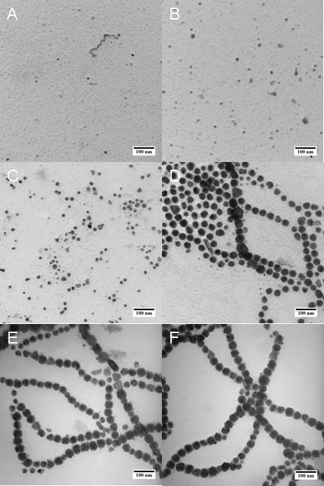 Figure S8. TEM images of PS-CoNPs in the sample aliquots drawn from solution at 120 C at: (a) 15 min, with particle diameter = 4.60 ± 1.76 nm, (b) 1 h, with particle diameter = 12.1 ± 3.