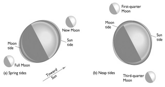 Tides are caused by Gravitational Attraction of the Sun and Moon Tides Tide maxima (spring tides) occur when sun and moon line up (new moon, full moon).