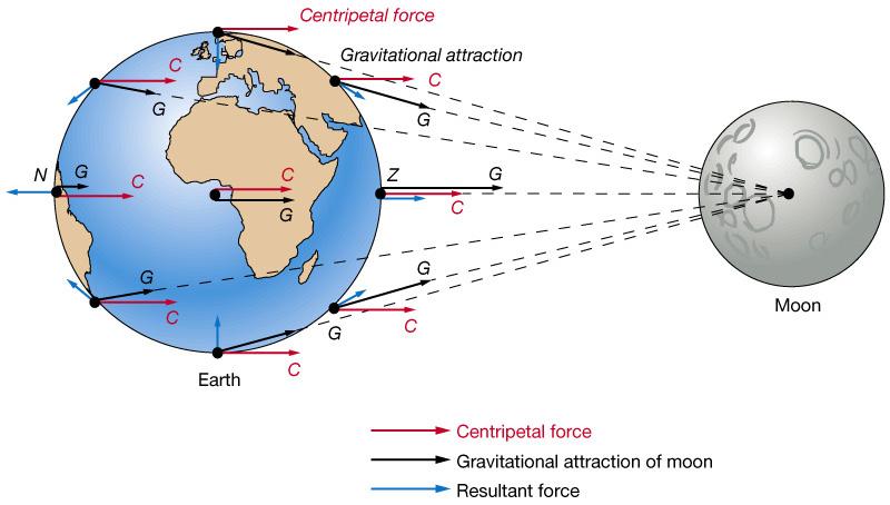 Moon Directed toward Moon on the side of Earth Resultant forces Figure 10-6