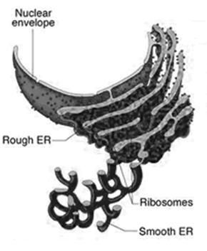 Endoplasmic Reticulum: internal membrane system (