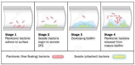 Biofilms 20 A biofilm contains several types of bacteria A biofilm maintains its own internal