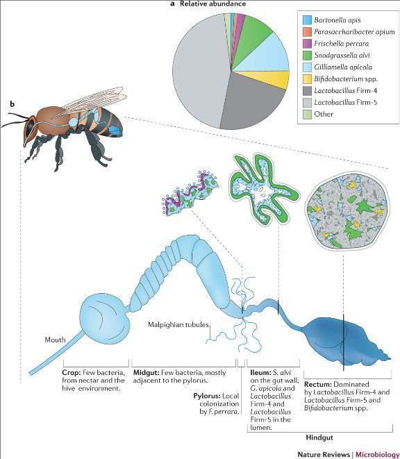 Figure 1: Composition and spatial organization of bacterial communities in the honey bee gut.