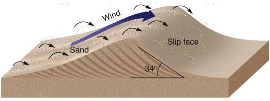 Wind Deposition & Land Features When winds slow down or stops, sediment drops. Wind usually carries small-sized sediments (sand and smaller particles).