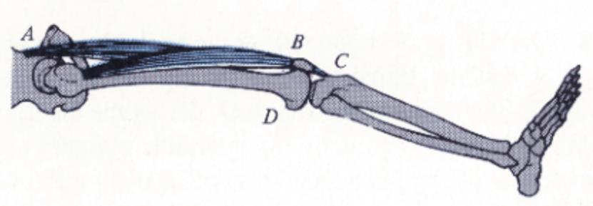 A skeletal diagram of the lower leg is shown.