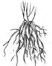 Roots Roots anchor plant in soil, absorb minerals & water, & store