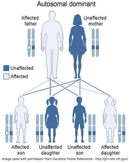 Autosomal dominant If the phenotype associated with a given version of a gene is observed when an individual has only one copy, the allele is said to be autosomal dominant.
