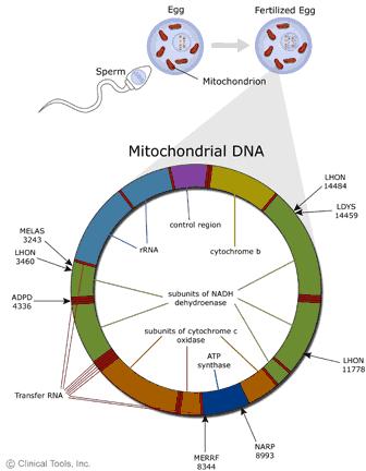 Mitochondria are scattered throughout the cytoplasm of animal and plant